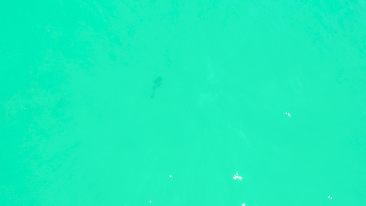 Overhead view of turquoise water at Marquis Los Cabos, Baja California Sur, with a faint shark silhouette below the surface and no visible people.