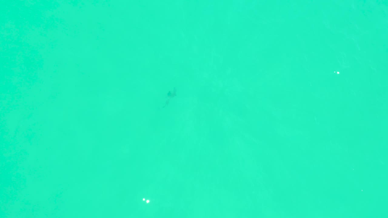 The shark appears as a dim shape under the clear turquoise water near Marquis Los Cabos, while small bright fish or bubbles mark the surface and no people are visible.