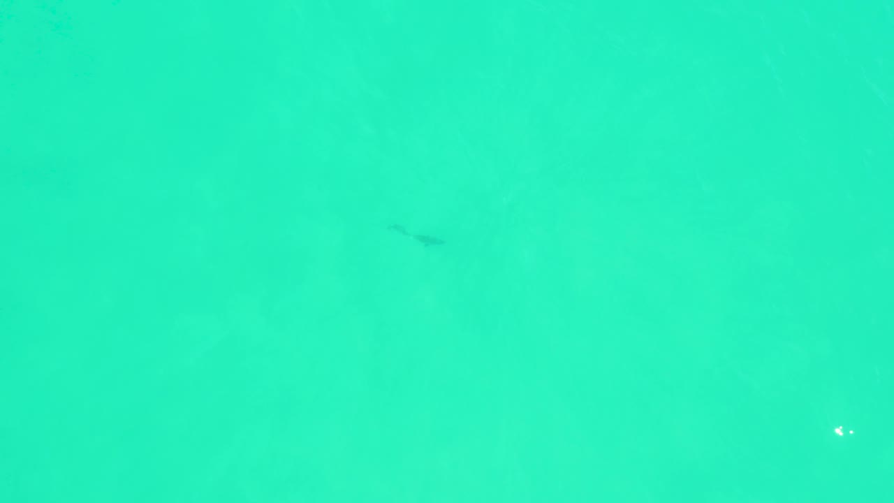The overhead view holds on bright turquoise water at Marquis Los Cabos, with a tiny dark fish shape visible below the surface and no visible people.