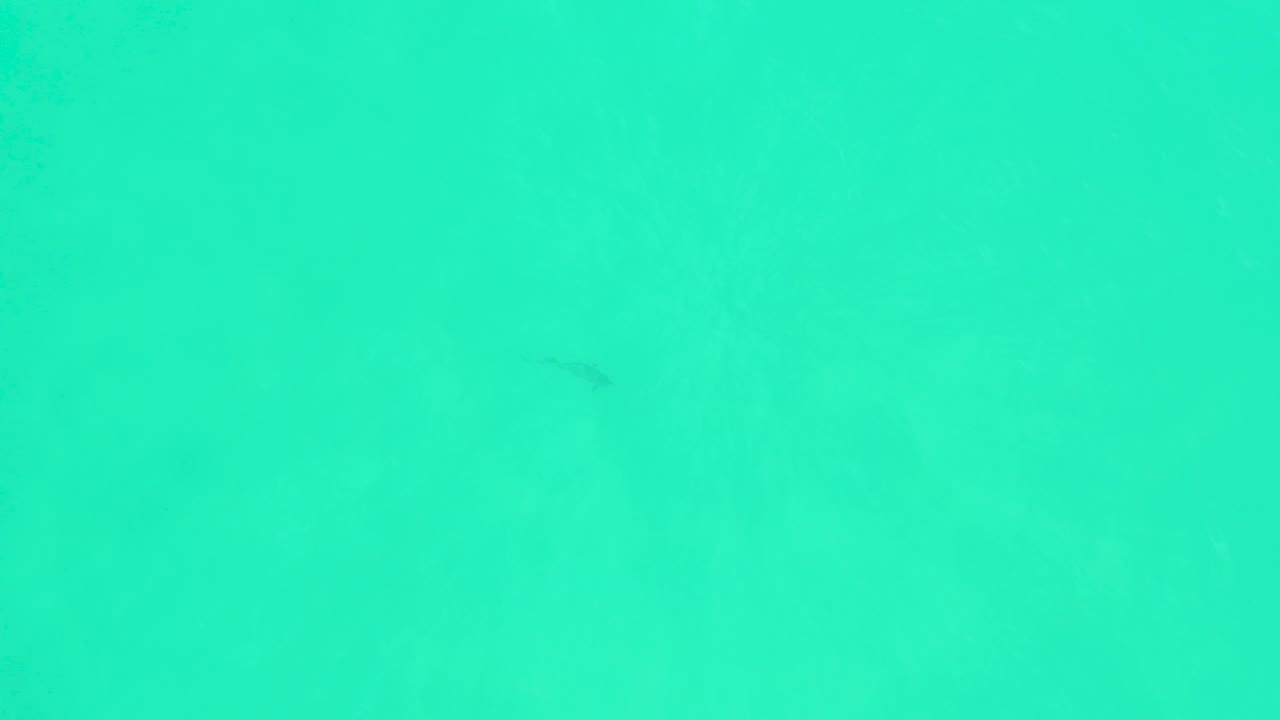 A small dark fish remains visible in clear turquoise water at Marquis Los Cabos, while faint underwater texture begins to show through and no people are visible.
