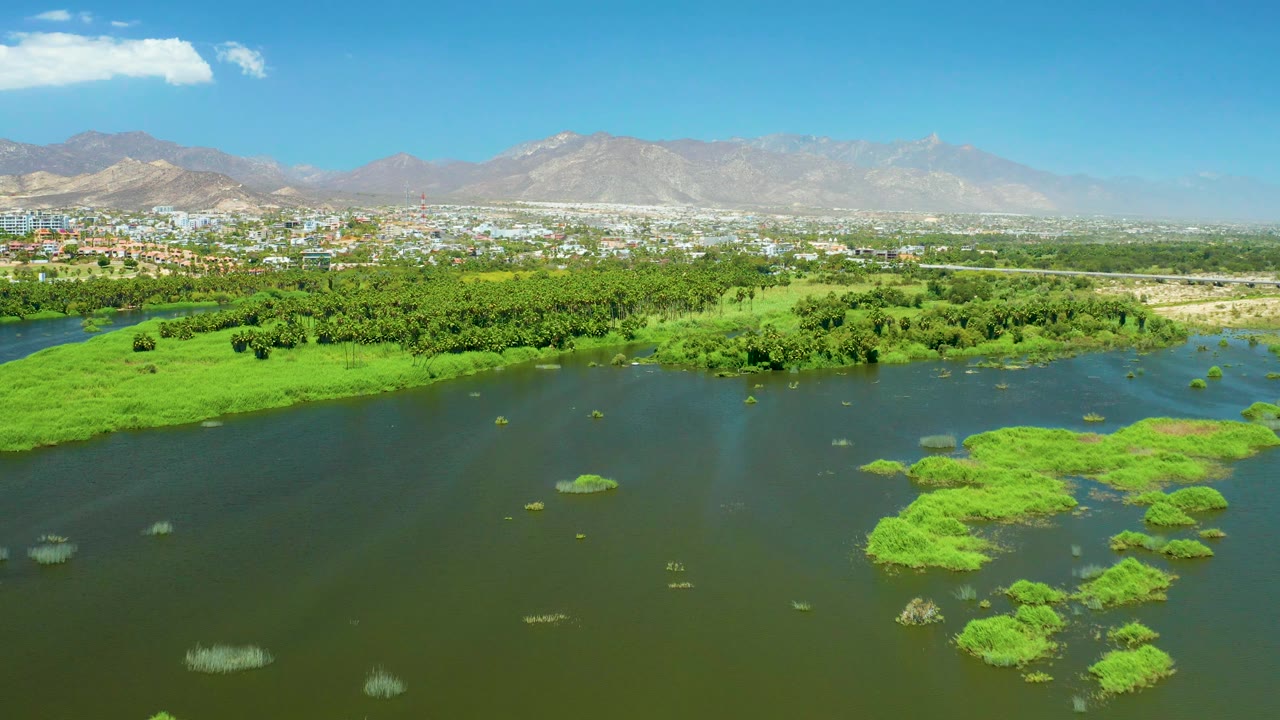 San Jose Del Cabo Estuary frame with floating vegetation crossing the lower right water, a continuous green bank through the center, pale city structures beyond, mountains on the horizon, and no visible people.