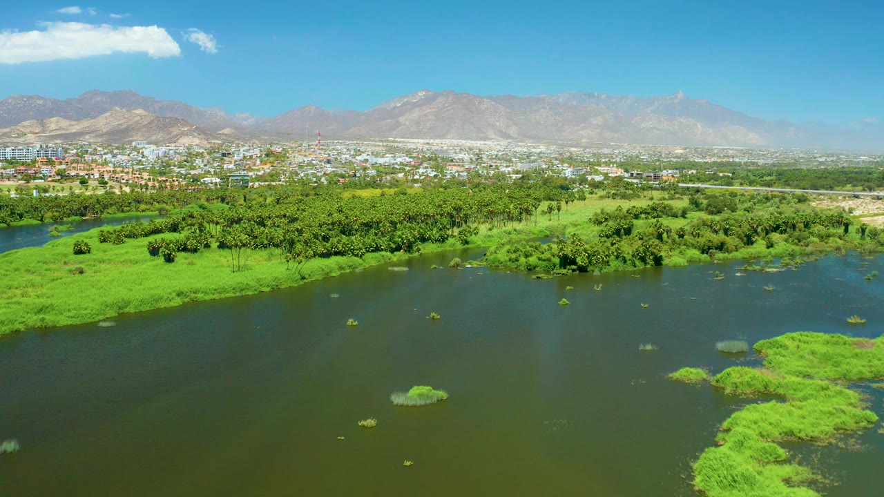 San Jose Del Cabo Estuary aerial with a broad band of river water, floating green mats near the lower right, tree-covered banks, a distant urban strip, pale mountains, and no visible people.