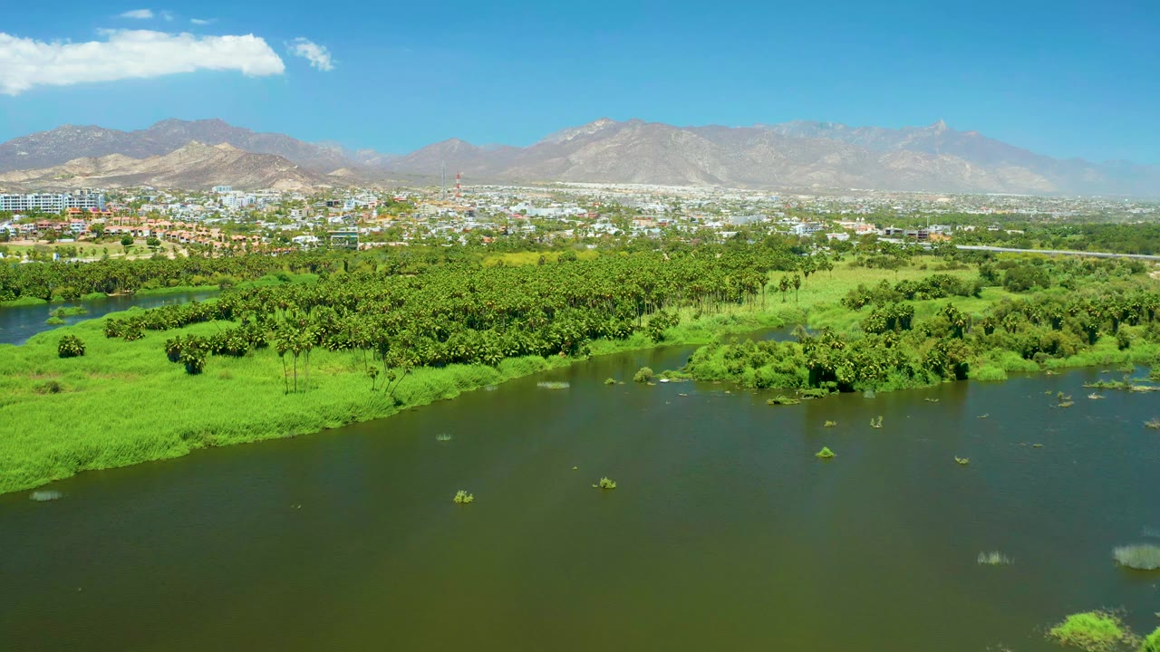 San Jose del Cabo Estuary seen from above with scattered floating plants on the water, dense green tree cover, a low city skyline, mountains, clear sky, and no visible people.