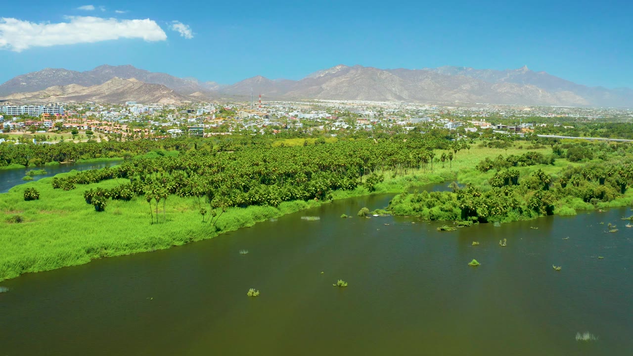 San Jose del Cabo Estuary water and bright green banks fill the lower frame, with a continuous tree line, distant urban buildings, pale mountains, blue sky, and no visible people.