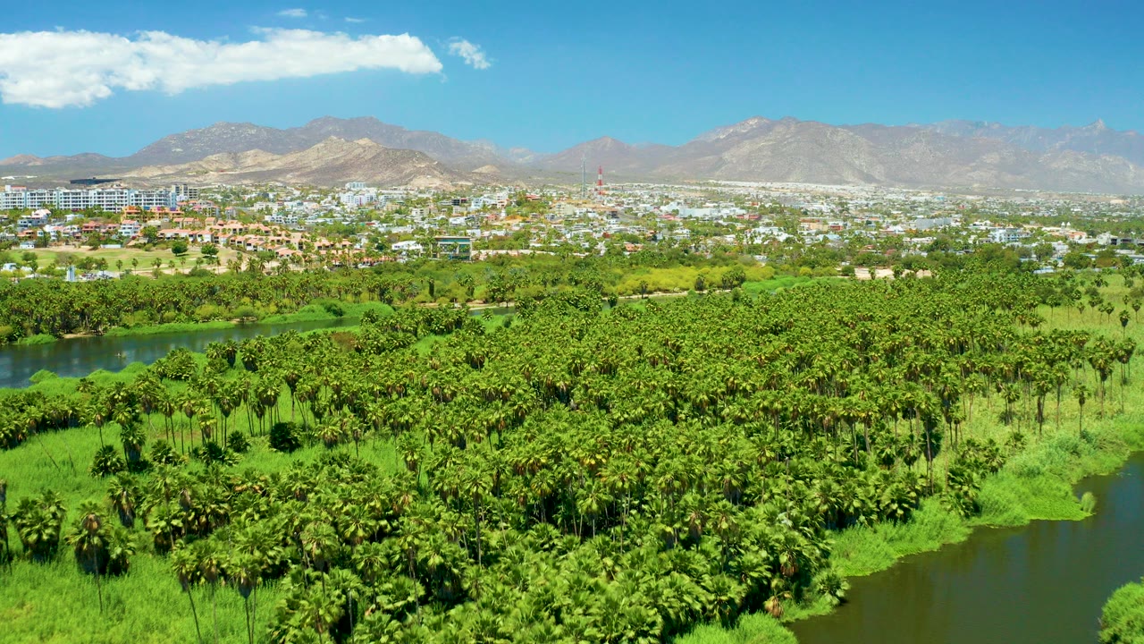 Aerial view of palm canopy, river, city, and mountains under blue sky.