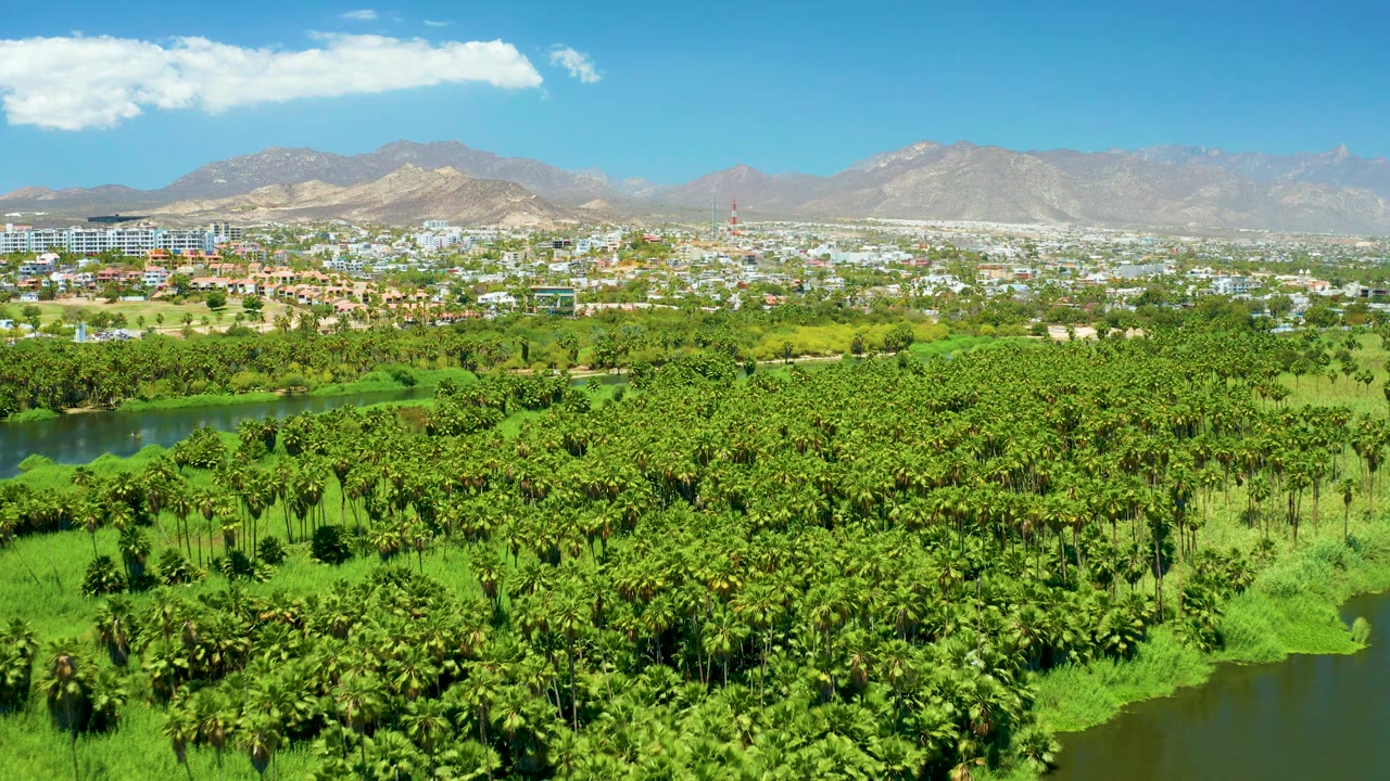 Third frame over San Jose del Cabo Estuary with a broad palm canopy, small water channels in the greenery, distant white and tan buildings, hazy mountains, bright daylight, and no visible people.