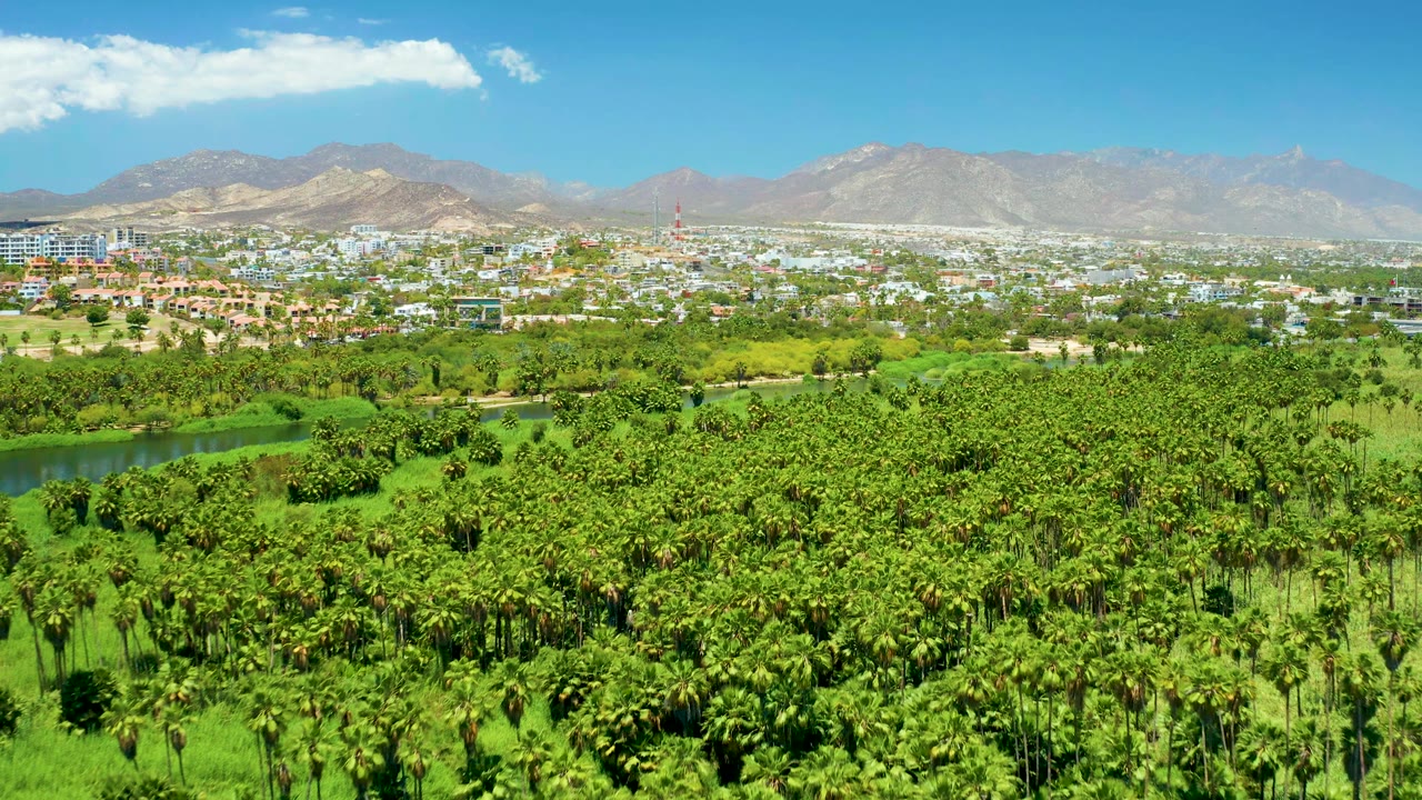 Early runtime frame of San Jose Del Cabo Estuary showing a broad palm canopy, narrow green river, low cityscape, hazy mountains, bright clouds, and no visible people.