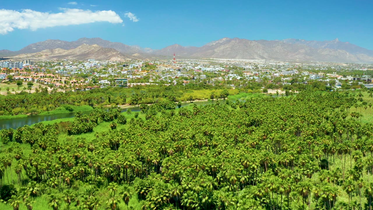 San Jose Del Cabo Estuary frame with saturated green palms across the lower view, a small waterway at left, city buildings beyond, mountains on the horizon, and no visible people.