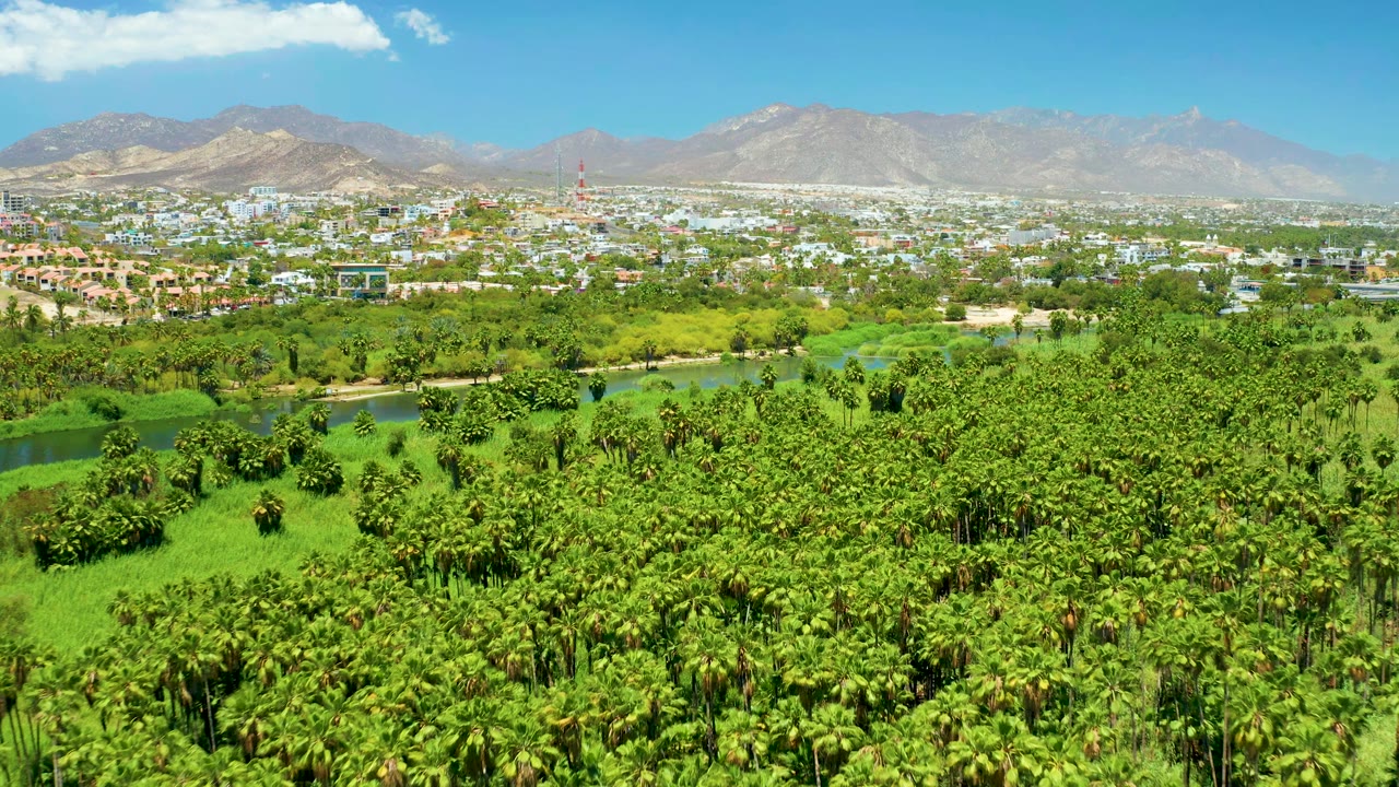 Early frame over San Jose Del Cabo Estuary showing bright green palm canopy across the lower frame, blue-green river water in the middle distance, low town blocks, mountains, and no visible people.