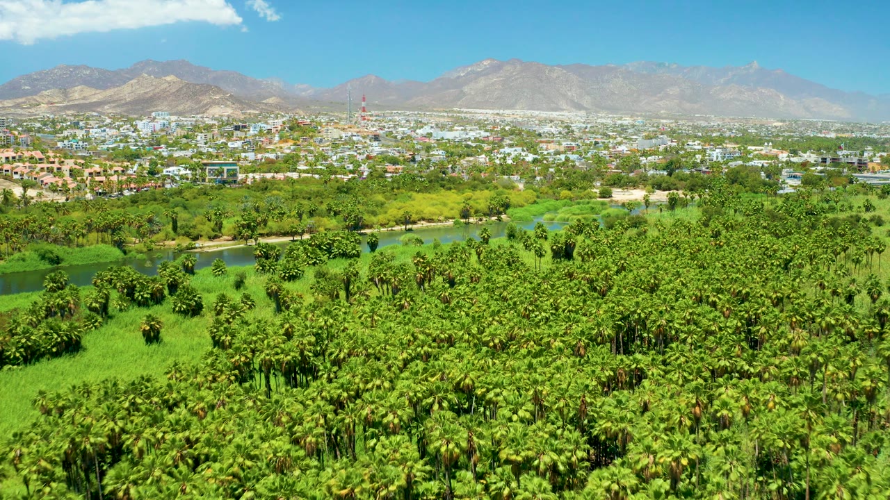 Aerial view of San Jose Del Cabo Estuary with thick palm vegetation in the foreground, a river bend and open green banks in the midground, distant town structures, mountains, and no visible people.