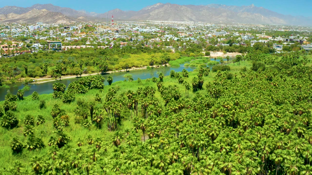 Aerial frame at 0:02 in San Jose del Cabo Estuary with thick foreground palms, a blue-green river crossing the middle, scattered town buildings in back, a red tower near the skyline, distant mountains, and no visible people.