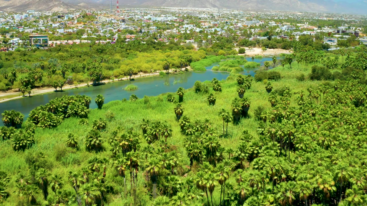 Drone view over palm-covered greenery and a curving river with urban buildings beyond.