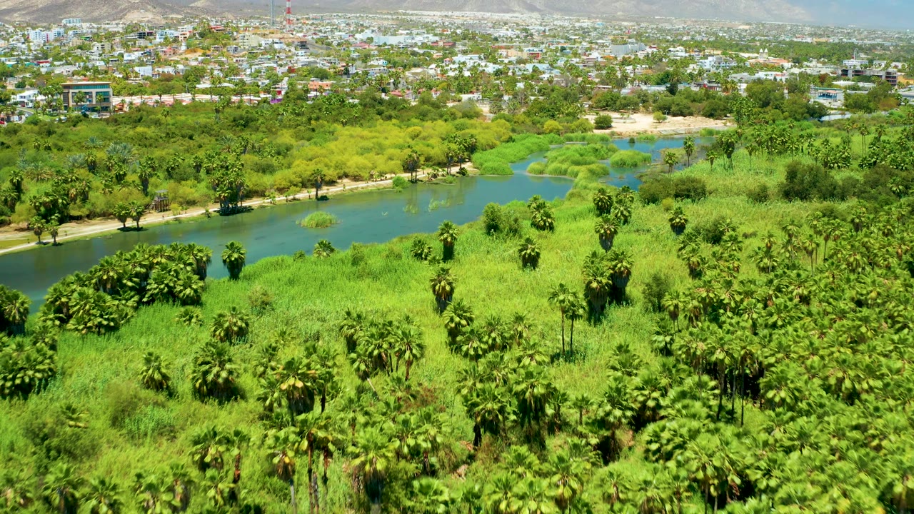 Mid-pan view of the San Jose Del Cabo Estuary where bright grass and palms dominate the foreground, river water cuts through the center, and the distant city remains visible with no people seen.