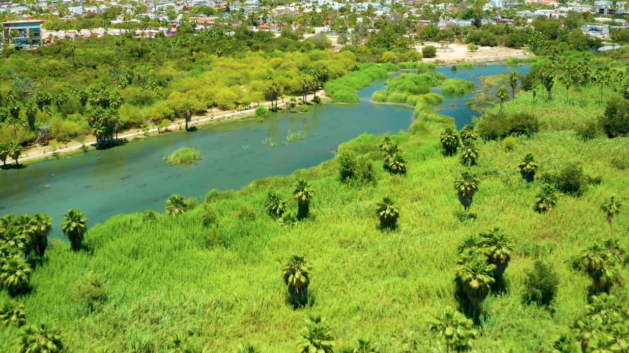 Aerial frame over the San Jose Del Cabo Estuary showing dense green reeds, scattered palm trees, blue-green river water, distant buildings, and no visible people.