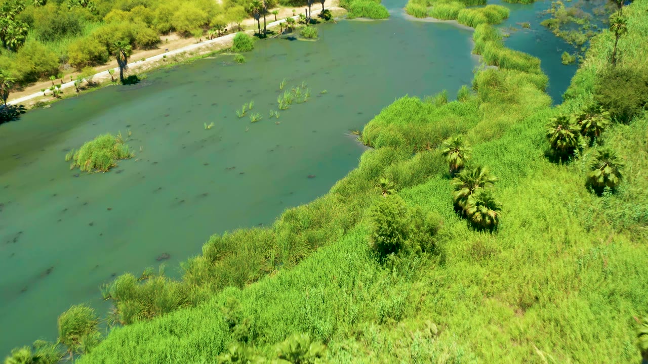 Green river water with dense wetland vegetation along the bank