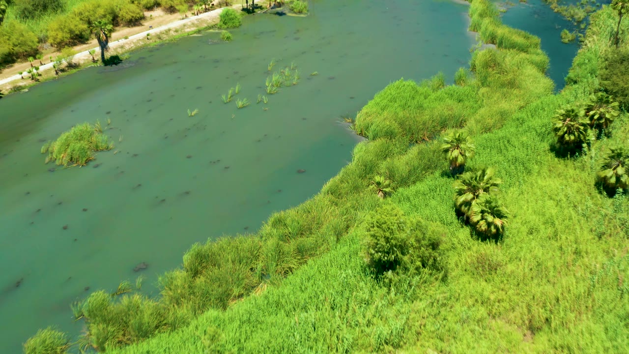 High-angle view of San Jose Del Cabo Estuary showing a broad water surface, reed clusters, bright green bank growth, palms, a shoreline path, and no visible people.