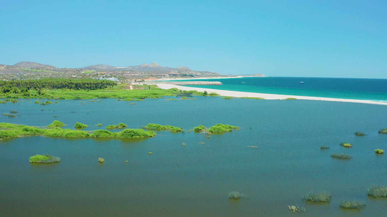 Aerial view of green vegetation patches in shallow water near a sandy beach and ocean.