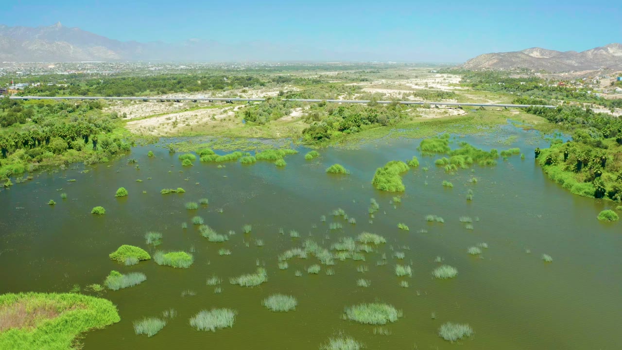 Opening aerial frame over San Jose Del Cabo Estuary with green water in the foreground, scattered wetland vegetation, a highway beyond the trees, distant mountains, and no visible people.