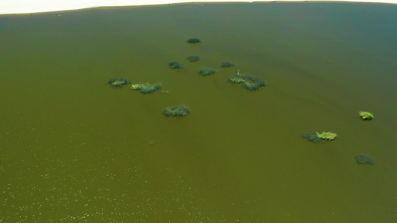 Aerial view in San Jose Del Cabo Estuary showing greenish still water, algae clusters across the middle distance, a small bright surface speck, and no visible people.
