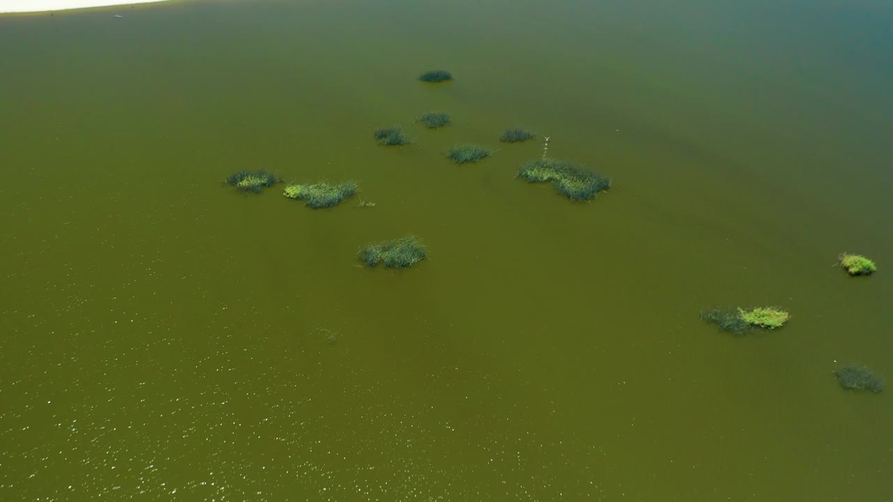 San Jose Del Cabo Estuary water seen from above, with several dark green algae patches, one brighter green patch near the right side, surface sparkle, and no visible people.