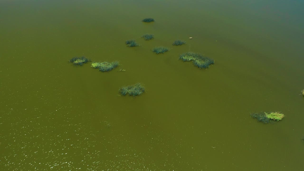 Aerial frame from San Jose Del Cabo Estuary with algae mats spread diagonally across green water, brighter reflections near the lower left, and no visible people.