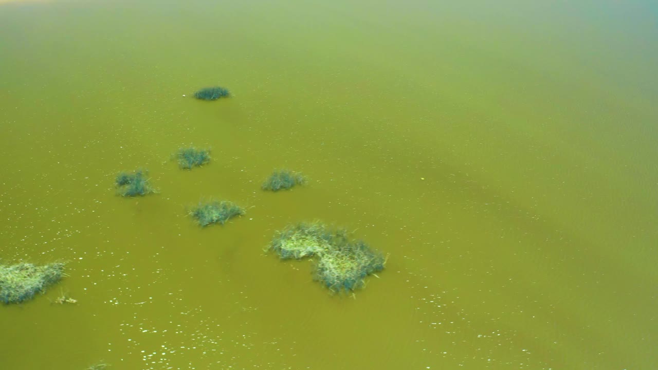 Aerial frame over San Jose Del Cabo Estuary water with several algae mats in the lower half, tiny white surface particles, mild glare, and no visible people.