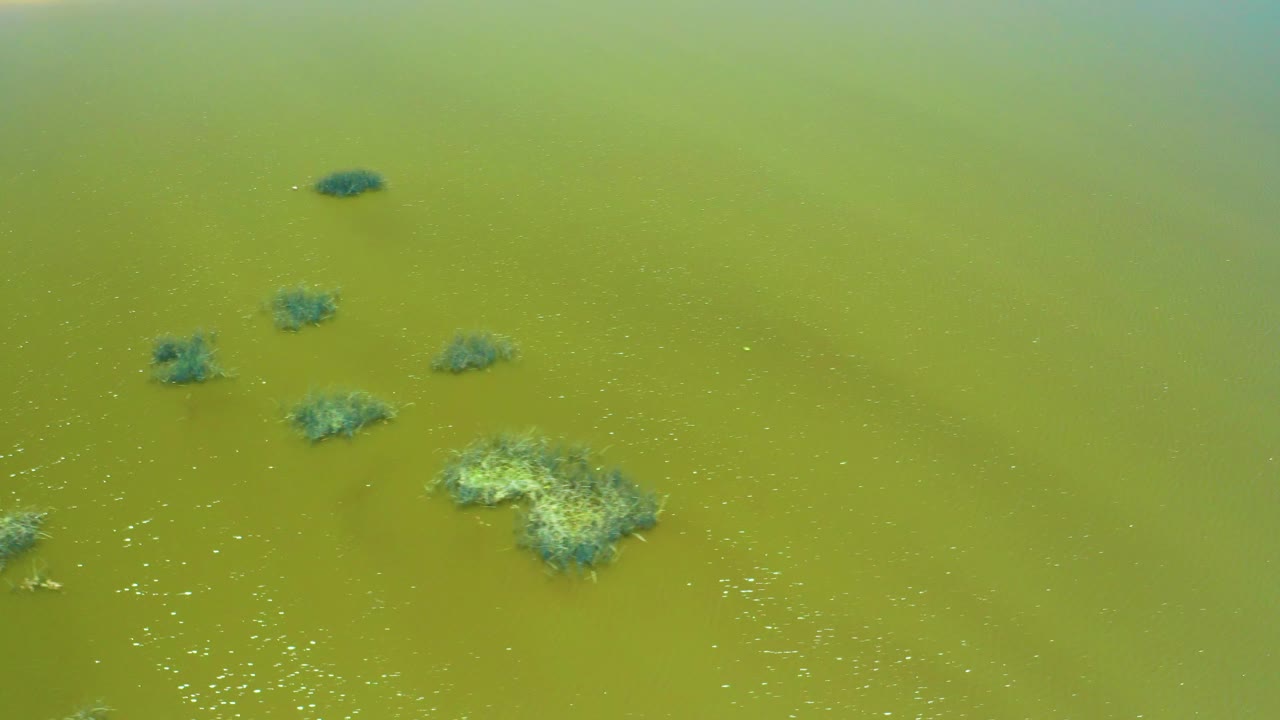 Murky green estuary water seen from above, with algae patches grouped near the lower left and lower center, faint ripples, and no visible people.