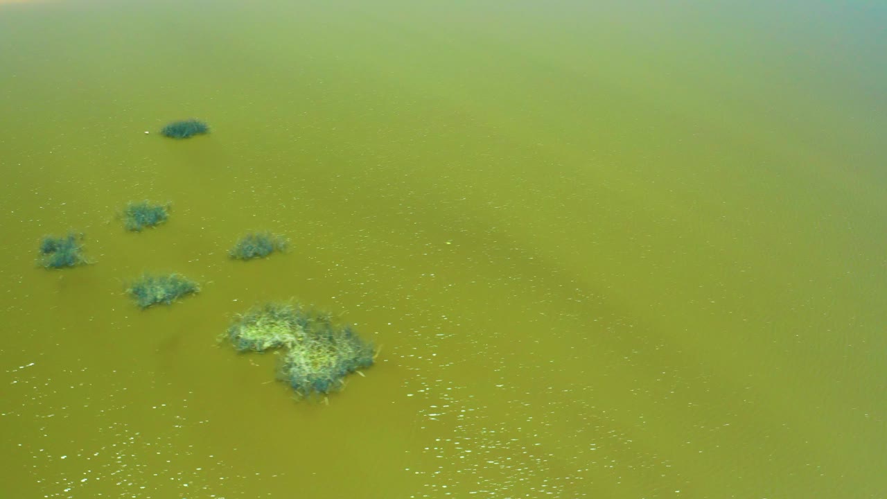 Top-down San Jose Del Cabo Estuary water frame with algae patches pushed toward the left edge, open green water across the center, and no visible people.