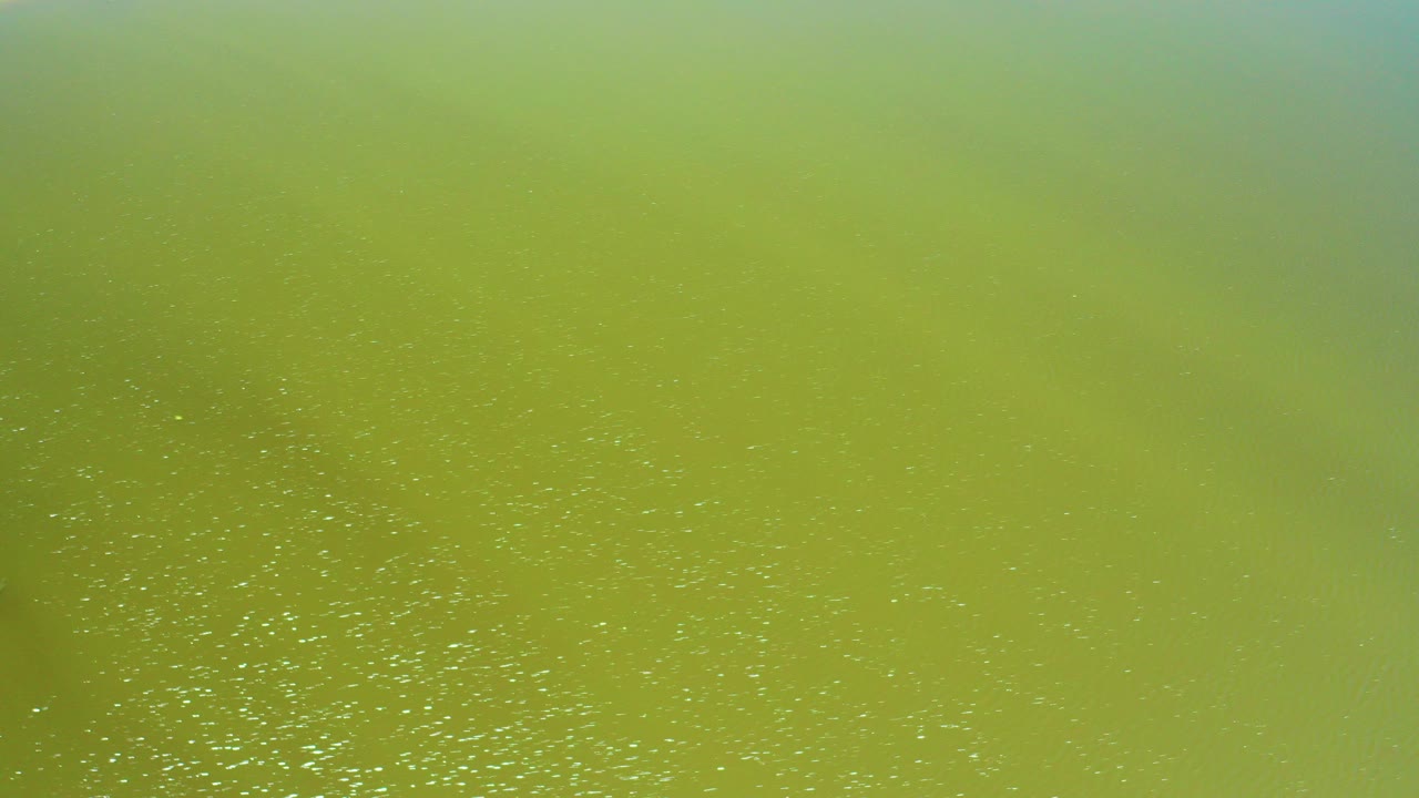 Overhead view of green algal bloom on water at San Jose Del Cabo Estuary, with scattered white particles, faint ripples, and no visible people.