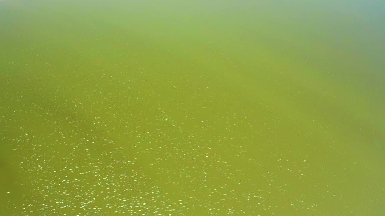 Overhead San Jose Del Cabo Estuary water frame with green algal color, a denser band of white specks near the lower area, and no visible people.