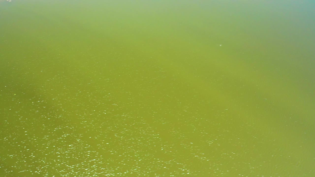Aerial close view of San Jose Del Cabo Estuary water with green algal bloom, bright floating speckles, a faint blue-green patch along the top, and no visible people.