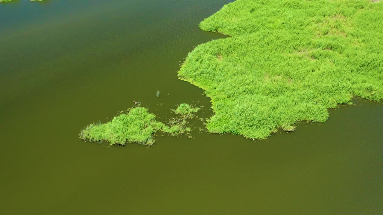 Aerial view of green water and dense vegetated islands at San Jose Del Cabo Estuary, with a small bird near the island edge and no visible people.