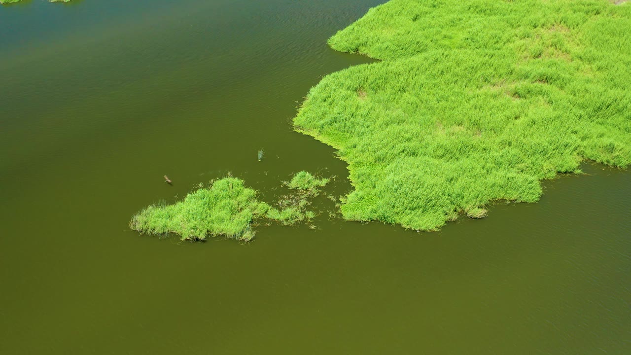 Aerial view over San Jose Del Cabo Estuary water, where a small bird is visible near the lower left vegetated island and the larger reed mass fills the right side, with no visible people.