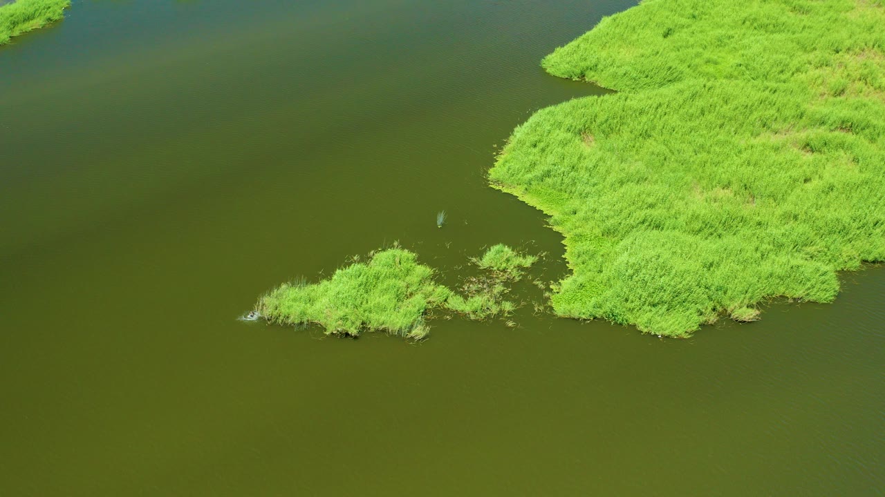 Aerial view of green reeds beside olive water with a small bird near the vegetation.