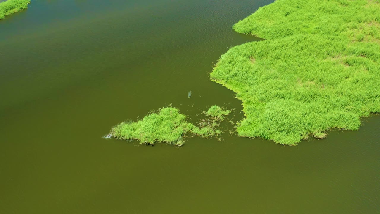Aerial view over San Jose del Cabo Estuary with open olive water, dense reeds on the right, a small floating reed patch below, and no visible people.