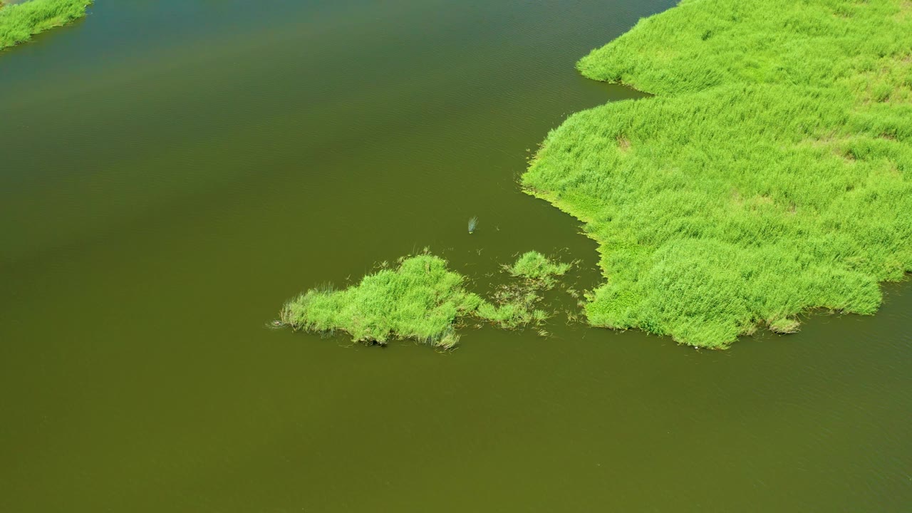 San Jose del Cabo Estuary appears from above with a small bird between the open water and reed edge, plus dense green vegetation filling the right side and no visible people.