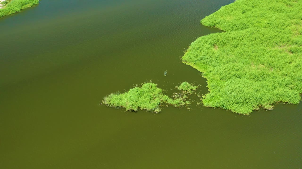High oblique frame of San Jose del Cabo Estuary showing the reed bank shifted along the right edge, a small bird near mid-water by the vegetation, and no visible people.