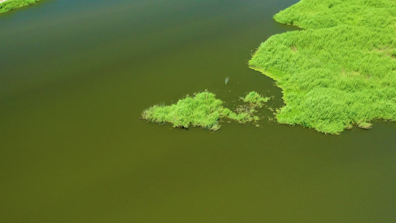 Aerial view over San Jose Del Cabo Estuary showing olive-brown water, bright green reed banks, a small reed island near the lower center, and no visible people.