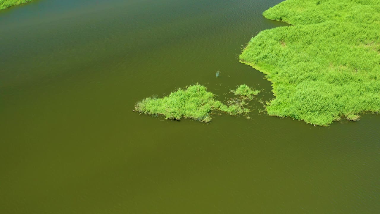 A high view of San Jose Del Cabo Estuary shows the reed shoreline curving around olive-brown water, with a small dark bird-like mark in the water and no visible people.