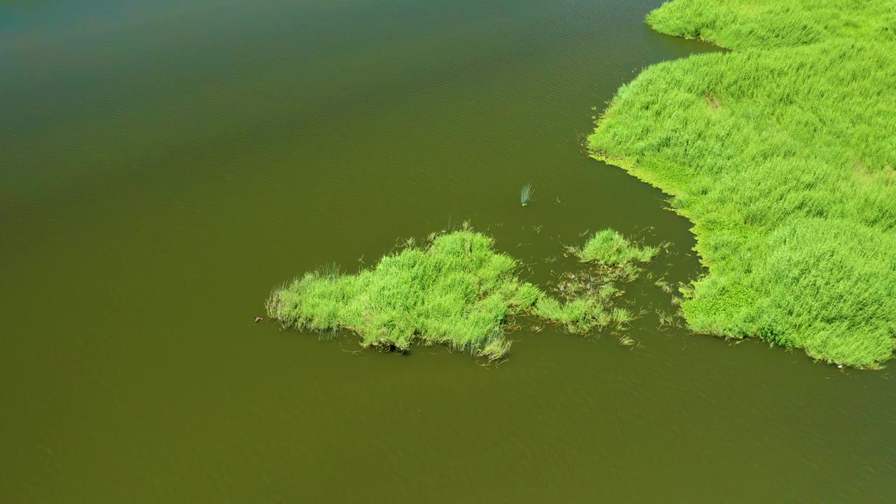 San Jose del Cabo Estuary water surrounds a low reed island and a larger reed bank at the right edge, with no visible people.
