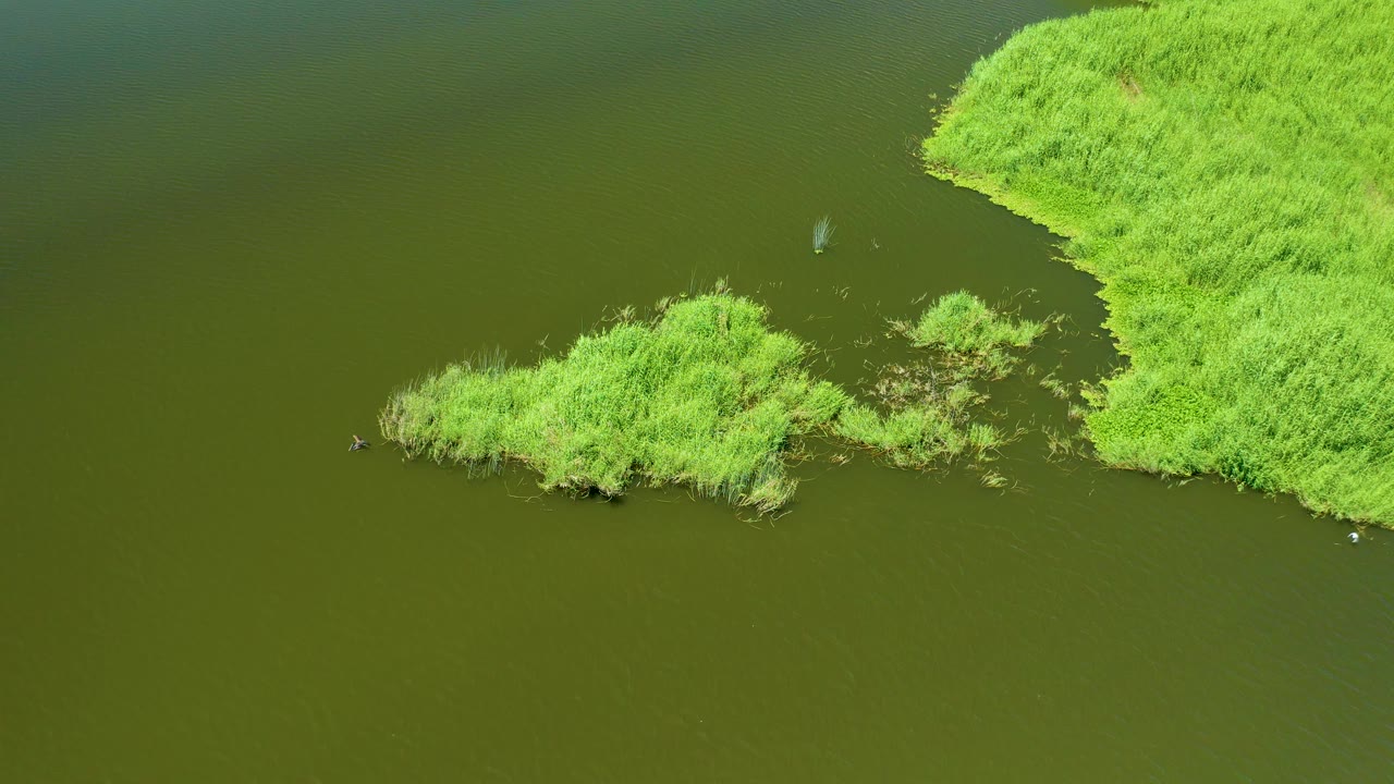 Small dark animal swims beside a reed island.