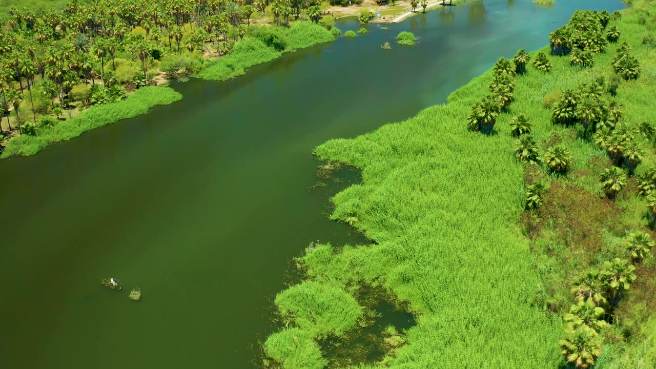 A small boat moves across green water in the San Jose Del Cabo Estuary, with bright grasses and palm clusters along the right bank and no visible people.