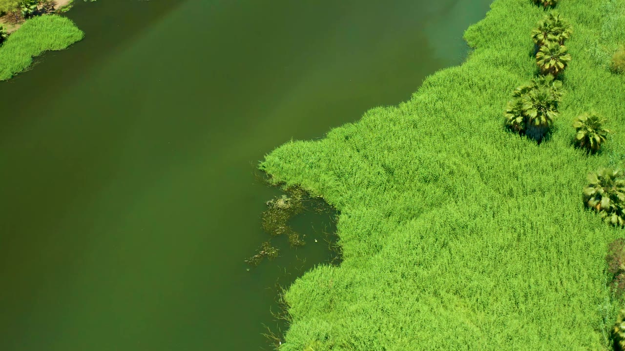 San Jose Del Cabo Estuary reed bed curves around a calm green water edge, with palms clustered near the right side and no visible people.
