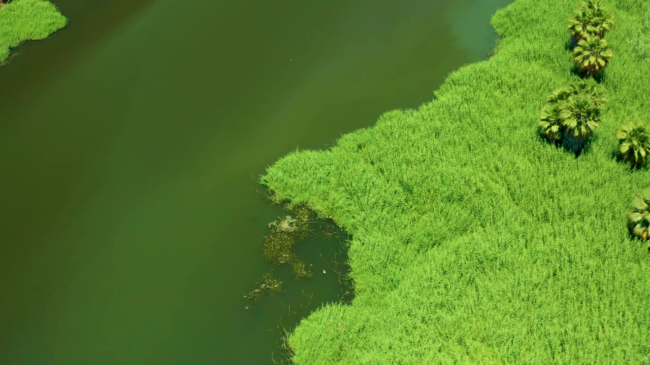 High overhead view at San Jose Del Cabo Estuary with bright reeds occupying the right side, calm green water on the left, palms near the top right, and no visible people.