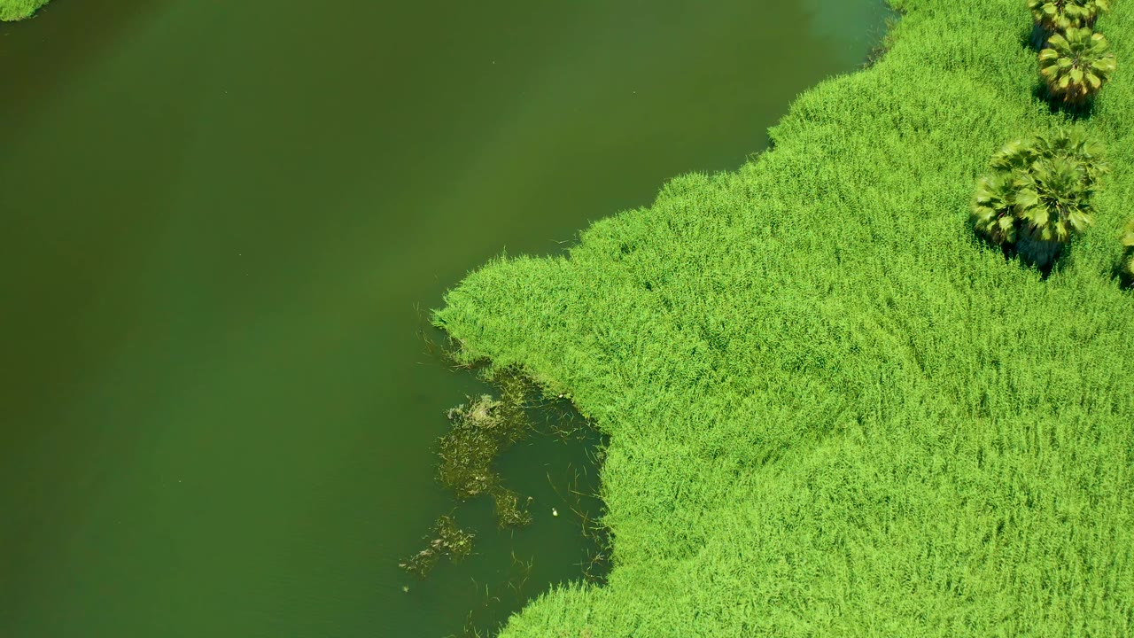 Reed shoreline with water filling the left side