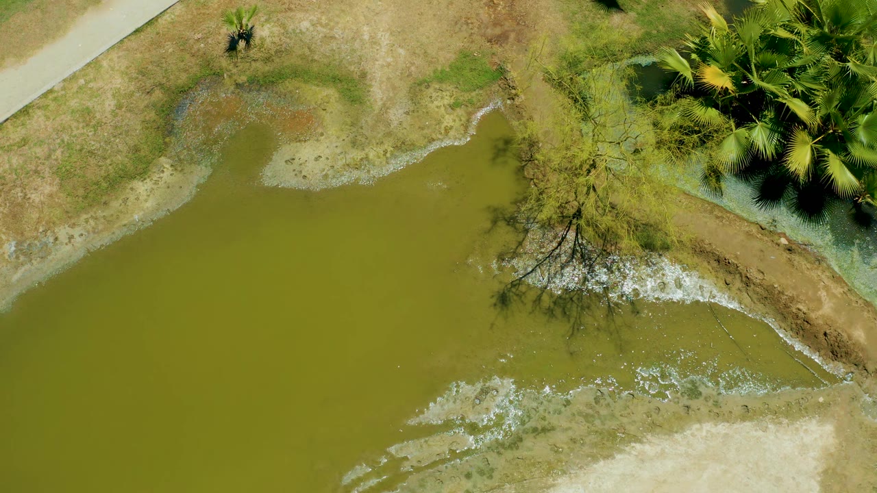 Second overhead frame of San Jose del Cabo Estuary with the green waterline beside pale mud, a bare tree near the bank, palm leaves, and no visible people.