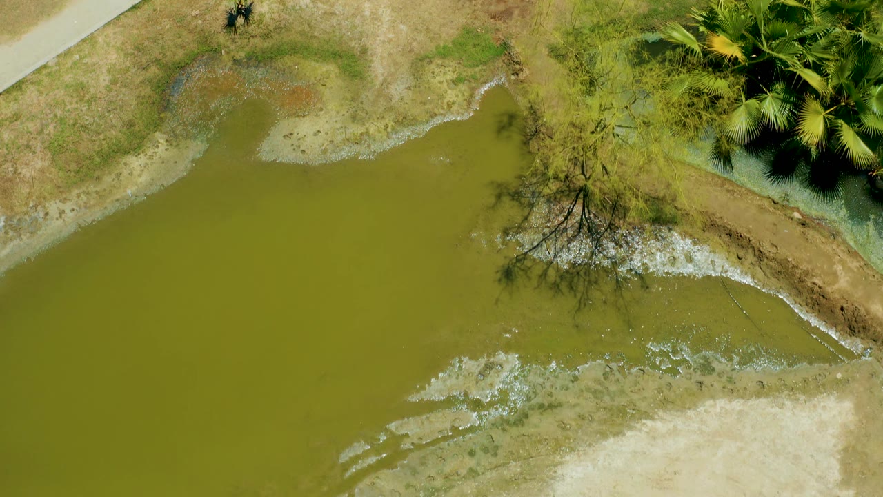 Overhead view in San Jose del Cabo Estuary showing more open green water across the center, pale mud flats at the lower edge, palms at upper right, and no visible people.