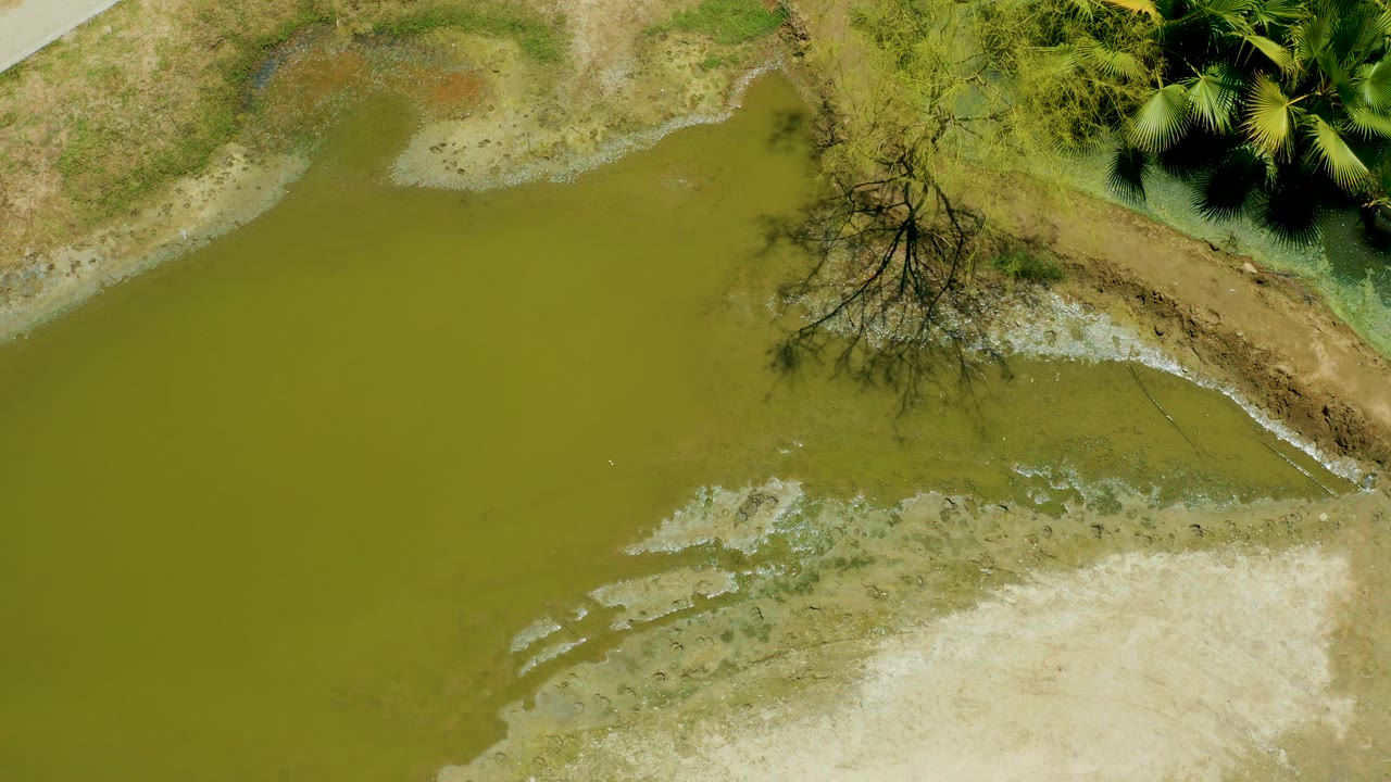 Mid-clip overhead frame of San Jose del Cabo Estuary with green water filling the left side, a muddy curved bank, a leafless tree, palm foliage, and no visible people.