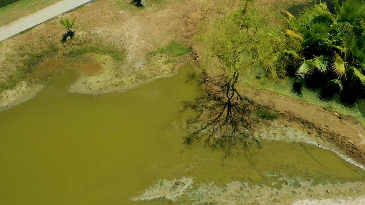 Aerial view in San Jose Del Cabo Estuary with the bare shoreline tree centered lower in frame, green water filling the foreground, dry land and palms above it, and no visible people.