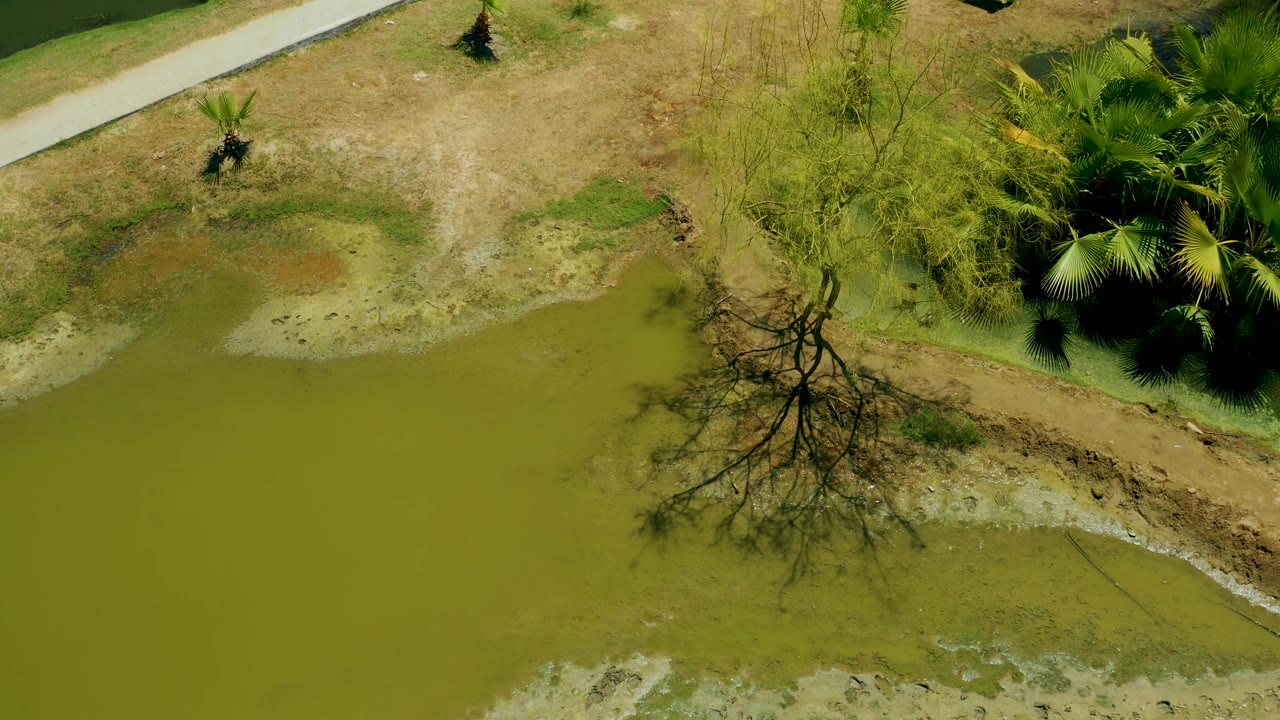 San Jose Del Cabo Estuary aerial frame showing green muddy water below, a leafless tree rooted near the shore, exposed pale mud, dry grassland, a path, dense palms, and no visible people.